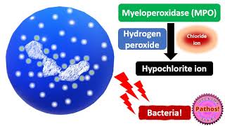 Myeloperoxidase MPO in Health and Disease [upl. by Rucker]