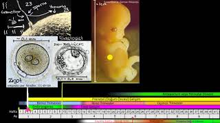 Döllenme ve Embriyonun Gelişim Evreleri Biyoloji [upl. by Trevar]