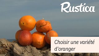 Quelle variété dorange choisir [upl. by Malvina]