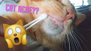 Feline Acne ASMR  Satisfying Blackhead Removal  Relaxing Cat Chin Pimple Cleaning  Home Remedy [upl. by Aihseuqram]