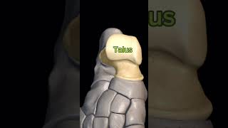 Where is Talus bone mbbslife utubeshorts neet viralshort bones anatomy jointpain [upl. by Boniface877]