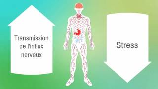 3TUTOFORMATION GESTION DU STRESS Canaliser son stress  Institut François Bocquet [upl. by Tjaden]