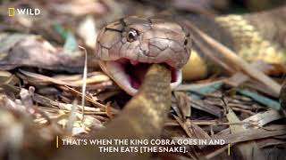 Meet the King Cobra  WorldSnakeDay  Nat Geo Wild [upl. by Kaye]