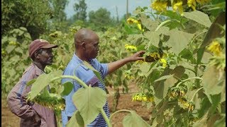 Farming with Conservation Agriculture in Kenya [upl. by Naot]