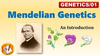 Mendelian Genetics P F1 and F2 Generation FLGenetics01 [upl. by Colleen992]