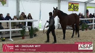 Lot 46  JAGUAR WIT  Salon des Etalons 2024 [upl. by Eudo]