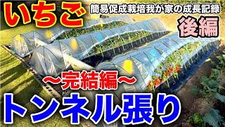 イチゴを育てる為のトンネル作り後編！！ビニール張り。〜イチゴの簡易促成栽培、我が家の成長記録動画シリーズ〜 [upl. by Llorrad333]