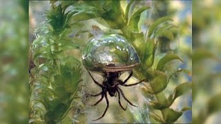 Diving Bell Spider Thumbs Spider Nose at Rules Lives Underwater [upl. by Ardnuasak]