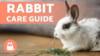 How to TAKE CARE of a RABBIT 🐰 Complete RABBIT CARE Guide [upl. by Nalyorf609]