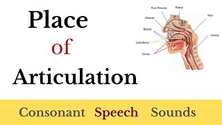 Place of Articulation  Phonetics in Hindi  Consonant Speech Sounds  Skillz Learner [upl. by Martina]