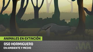 El OSO HORMIGUERO ¿por qué está en peligro de extinción [upl. by Bocock]