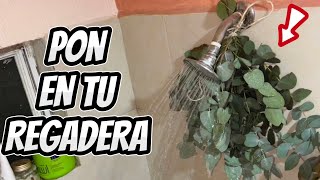 quot¡Revitaliza tu Baño 🥰 Beneficios de Colocar Ramas de Eucalipto en la Regadera  Remedio Casero [upl. by Forcier]