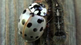 Fifteenspotted Lady Beetle Coccinellidae Anatis labiculata Closeup [upl. by Leribag114]