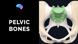 Bones of the Pelvis 3D Anatomy Tutorial  UKMLA  CPSA  PLAB 2 [upl. by Spoor]