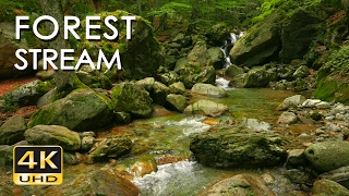 4K Forest Stream  Relaxing River Sounds  No Birds  Ultra HD Nature Video  Relax Sleep Study [upl. by Gaither]