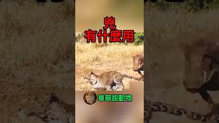 花豹叼著小疣豬心裡想，裝兇有什麼用，結果還不是⋯ 華哥説動物 animals wildlife [upl. by Elimaj]