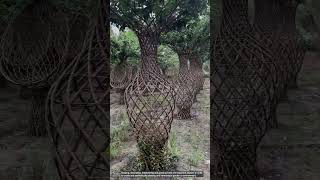 Tree formation braiding [upl. by Ieppet]