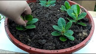 Ficus Green Island Fig Ficus Microcarpa Plant Propagation From Cuttings [upl. by Onilatac60]