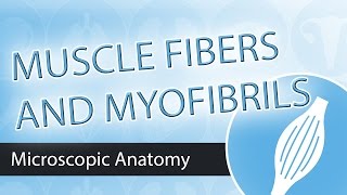 Skeletal Muscle Microscopic Anatomy Fibers and Fibrils [upl. by Enytsuj]