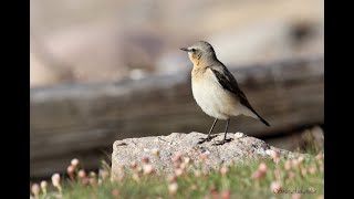 StenskvättaNorthern Wheatear [upl. by Ecinert162]