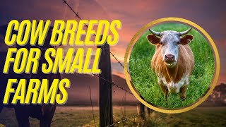 Homestead Cattle Raising Top Cow Breeds for Small Farms [upl. by Namyac]