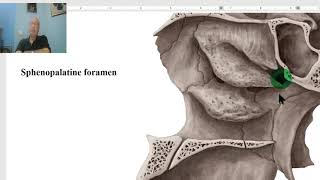 Anatomy of head and neck module in Arabic 33 Sphenopalatine ganglion  by Dr Wahdan [upl. by Maller761]