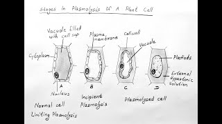 STAGES OF PLASMOLYSIS DIAGRAM FOR CLASS 11 BIOLOGY [upl. by Anitneuq]