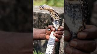 Inside the King Cobra’s Deadly Secrets nature shorts [upl. by Ocsisnarf]