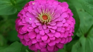 Saving Zinnia Seeds The Easy Way [upl. by Annunciata105]