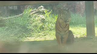 Learn about Tigers from Sumatra [upl. by Kariv530]