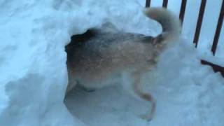 Norwegian Elkhound and Husky Enjoy The Blizzard [upl. by Delamare]