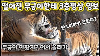 4K평상에서 떨어진 무궁이를 위해 쿨하게 양보하는 태범이  백두대간수목원  한국호랑이  호랑이숲 [upl. by Vel]