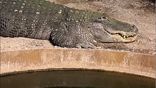 Alligator Winter Feeding [upl. by Boyes]