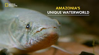 Exploring the Flooded Forests of Amazon  Amazonia  हिंदी  S1  E1  Nat Geo Wild [upl. by Ohare]