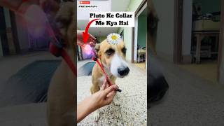 Collar Me Ye Kya Hai 😳  minivlog streetdog StreetDogPluto [upl. by Aretina267]