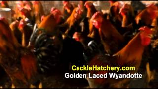 Black Laced Gold Wyandotte Chicken Breed Breeder Flock  Cackle Hatchery [upl. by Uile]