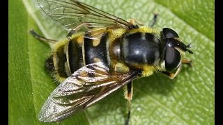 How to encourage hoverflies in your garden [upl. by Andersen]