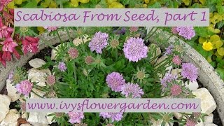 Scabiosa From Seed Part 1 [upl. by Naryk]