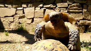 Le cri de la tortue Tortue terrestre tortue africaine [upl. by Locin319]