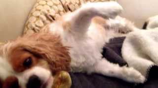 Cavalier king charles spaniel in pain attack syringomyelia [upl. by Ahsirek]