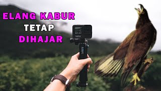 Burung ELANG Dihajar Burung Kecil Sampai KABUR [upl. by Gardie]