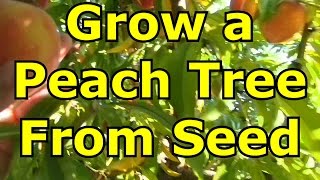 How to Grow A Peach Tree From Seed [upl. by Atiker]