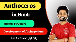 Anthoceros thallus Structure  Development of Archegonium in Anthoceros in Hindi  By Bioaman 04 [upl. by Jerrilee]