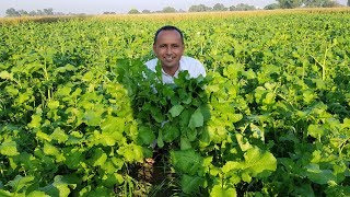 Sarson Ka Saag  Makki Ki Roti  Homemade Butter  Mubashir Saddique  Village Food Secrets [upl. by Pattani]