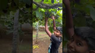 Vineyard travel bangalore vines kerala nature grapeyard [upl. by Bernardina]