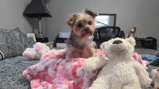 Sunday Morning Fun With Rylie the Pupgoodmorning yorkies cutedog Rylie [upl. by Aikkan362]