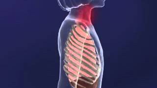 Intercostal MUscles animation YouTube [upl. by Aileve]