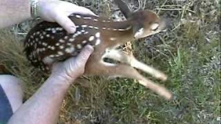 Noisy Baby deermp4 [upl. by Felike]