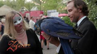 Zoofari 2019  Cincinnati Zoo [upl. by Alliw]