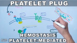 Platelet Plug  Primary Hemostasis  Platelet Adhesion amp Aggregation  How The Clot Forms [upl. by Annayi]